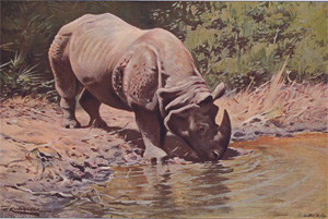 Indian Rhinoceros